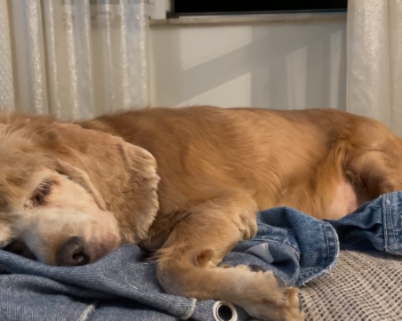 Изгубено куче търси стопаните си вече трети ден, познавате ли го?