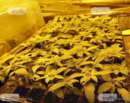 Разбиха високотехнологична наркооранжерия, четирима са арестувани