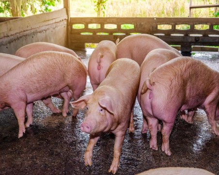 Животновъди кандидатстват до 18 октомври за подпомагане по 3-и транш за прасета за угояване