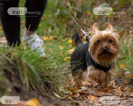 Изтича срокът за плащане на годишната такса за домашни любимци в Пловдив