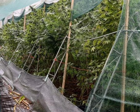 Разкриха наркооранжерия в ловешко село, иззети са над 200 растения