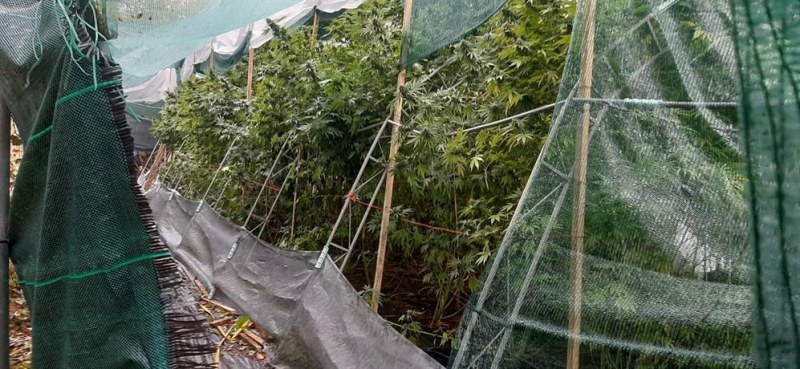 Разкриха наркооранжерия в ловешко село, иззети са над 200 растения