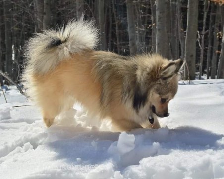 Питбул разкъса мини шпиц, собственичката на малкото кученце беше осъдена