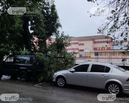 Голям клон се стовари върху коли пред училище в Пловдив