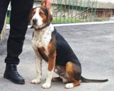 Виждали ли сте Шарик?