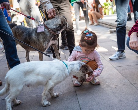 Кученцата от общинския приют отново ще се разходят в Капана