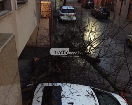Осъдиха Общината да плаща 2300 лв. за потрошена от рухнало дърво кола