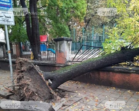 Дърво се стовари върху оградата на Музикалното училище в Пловдив