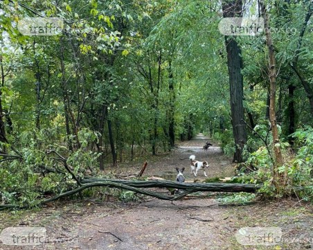 Паднало дърво блокира алея в Лаута
