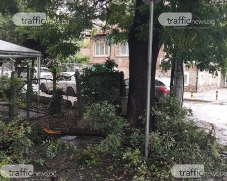 Втори инцидент в Пловдив: Клон падна до училище в Смирненски