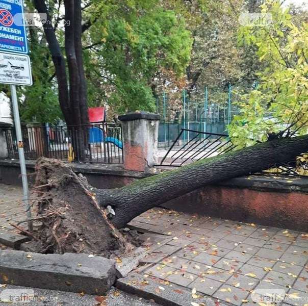 Дърво се стовари върху оградата на Музикалното училище в Пловдив