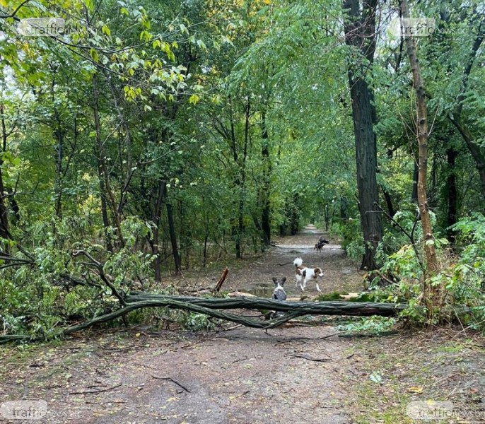 Паднало дърво блокира алея в Лаута
