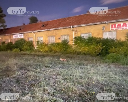 Две лисани радват пловдивчани в Тракия, не се плашат от любопитни погледи