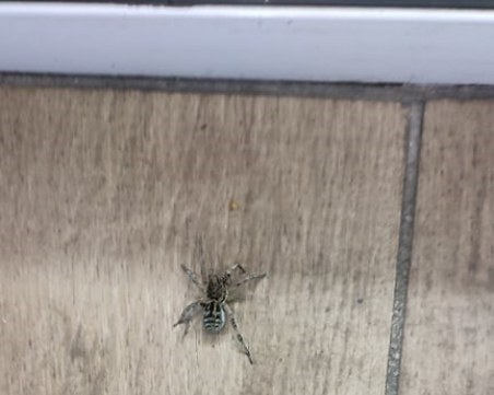 Тарантули плъзнаха в 