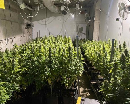 Разбиха оранжерия с над 500 растения марихуана