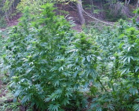 Удариха плантация за марихуана, отглеждана от две жени и мъж