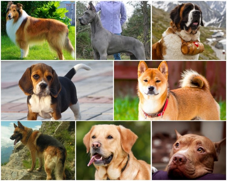 Скритите послания: Коя порода куче е най- подходяща за вашата зодия