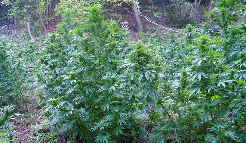 Удариха плантация за марихуана, отглеждана от две жени и мъж