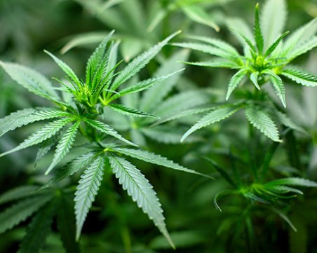 Люксембург ще разреши отглеждането на канабис за лична употреба