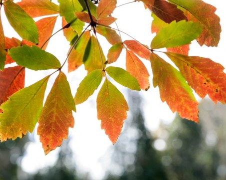 Какво време ни чака до края на октомври?