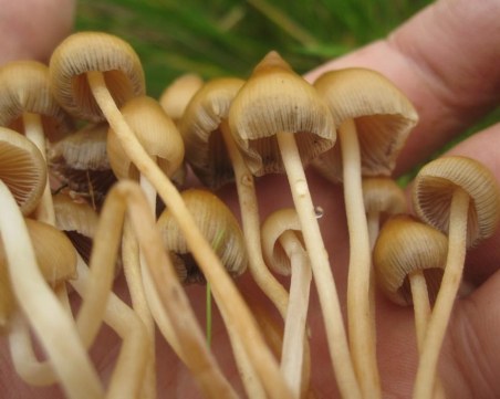 Арестуваха асеновградчанин заради халюциногенни гъби