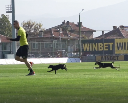 Футболисти с апел: Осинови куче от общинския приют в Пловдив