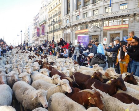 Хиляди овце и кози дефилираха в центъра на Мадрид