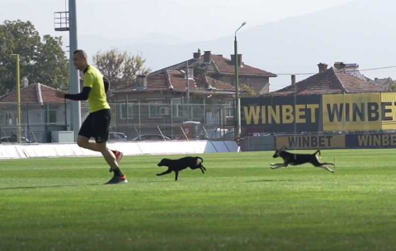 Футболисти с апел: Осинови куче от общинския приют в Пловдив