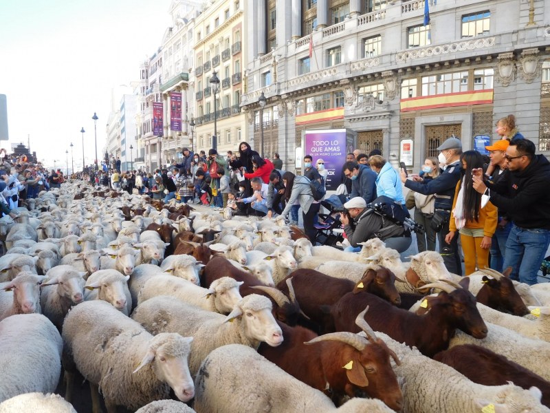 Хиляди овце и кози дефилираха в центъра на Мадрид