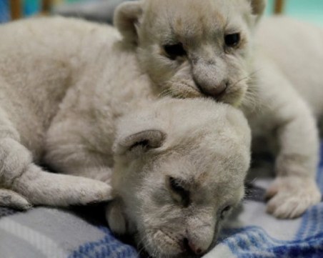 Две бели лъвчета се родиха в Испания