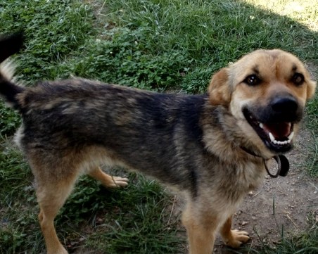 Пловдивчанин издирва малката Сиси повече от седмица, виждали ли сте я