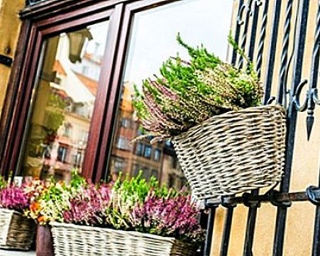 Цветята, които може да оставите на балкона през зимата