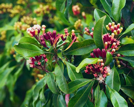 Учени откриха вещества в карамфиловото дърво, които блокират размножаването на COVID-19