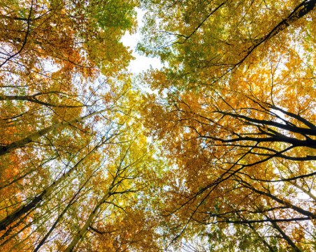 Климатът се променя, а с него и цветовете на есента