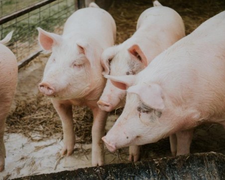 Ново огнище на Африканска чума пламна край Пловдив