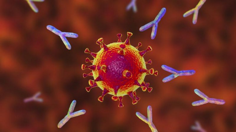 МЗ публикува становище за антителата срещу COVID-19