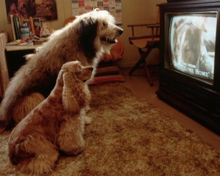 Пускат първия телевизионен канал, предназначен за кучета