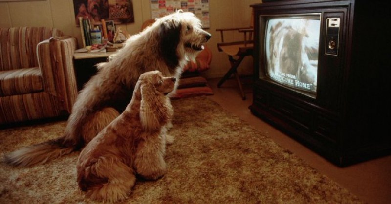 Пускат първия телевизионен канал, предназначен за кучета