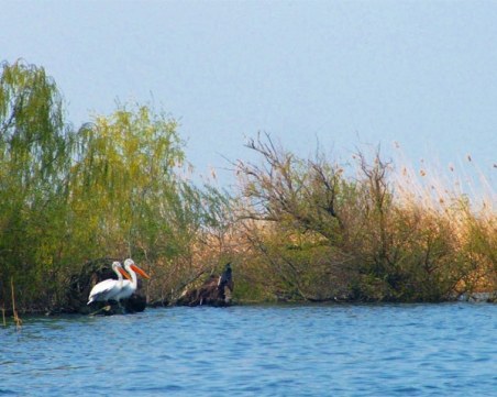 ЕК отново ще съди България – този път за опазването на биоразнообразието