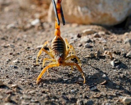 Скорпиони убиха трима и раниха стотици в египетски град