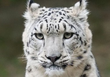 Три изключително редки леопарда уби COVID 19 Котките са починали от