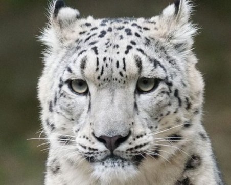 COVID-19 уби три леопарда от изключително рядък вид