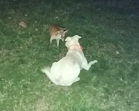 Лисица и куче станаха приятели в Тракия