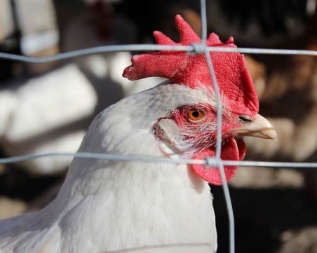 Откриха огнище на Инфлуенца по птиците в пловдивско село