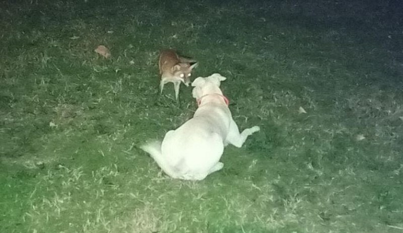 Лисица и куче станаха приятели в Тракия