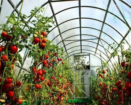 Още 2 бона глоба за оранжерията край Пловдив, където ДАНС нахлу и спипа нелегални работници