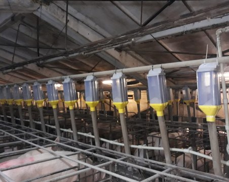 НАП Пловдив пусна на търг оборудвана свинеферма