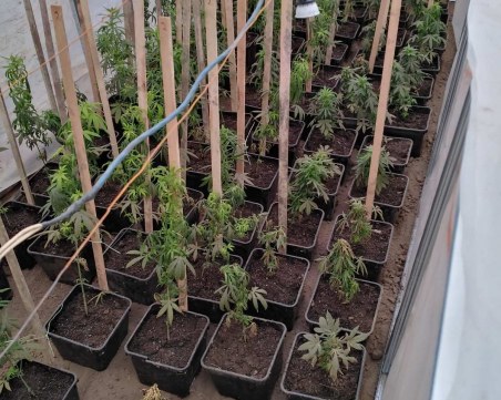 Разкриха наркооранжерия край Пловдив, има арестуван