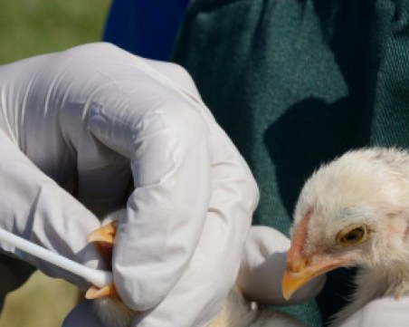Ново огнище на птичи грип край Пловдив