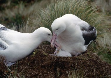Прословутите с моногамията си албатроси се разделят все по често заради